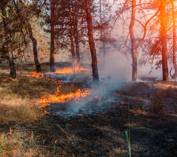 森林火災 森林火災や煙の多い後燃やされた木 — ストック写真