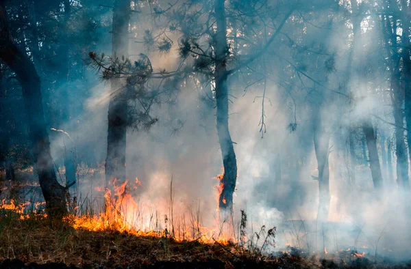 Fogo Florestal Árvores Queimadas Após Incêndios Florestais Muita Fumaça — Fotografia de Stock