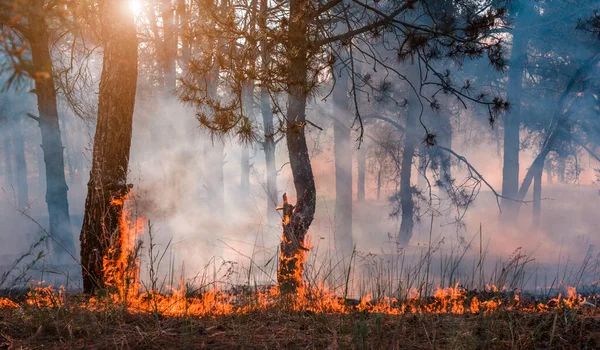 Skovbrand Brændte Træer Efter Skovbrande Masser Røg - Stock-foto