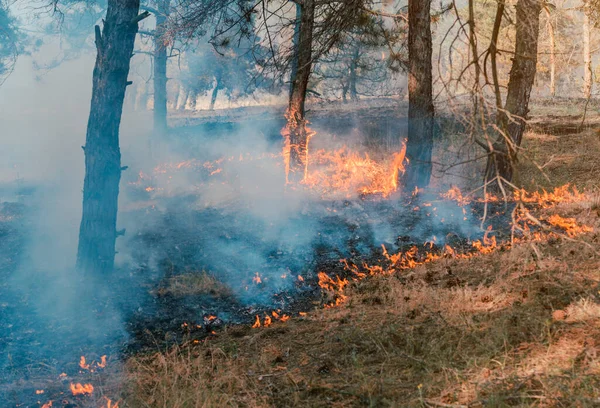 Orman Yangını Orman Yangınları Sürü Duman Sonra Yanmış Ağaçlar — Stok fotoğraf