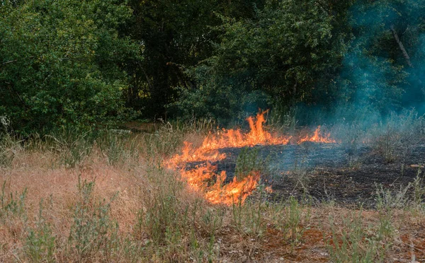 Πυρκαγιά Πεσμένο Δέντρο Καίγεται Συθέμελα Όταν Φλέγεται — Φωτογραφία Αρχείου