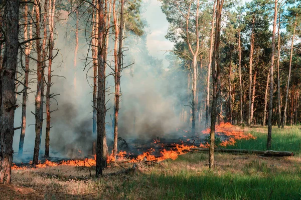 Fuego Forestal Árboles Quemados Después Incendios Forestales Mucho Humo —  Fotos de Stock