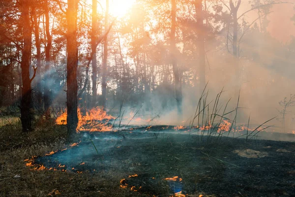 Лесной Огонь Сожженные Деревья После Лесных Пожаров Много Дыма — стоковое фото