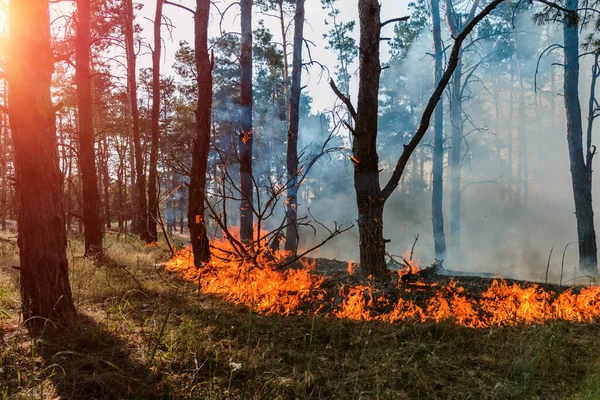 Pożar Lasu Spalonych Drzew Pożarach Lasów Dużo Dymu — Zdjęcie stockowe