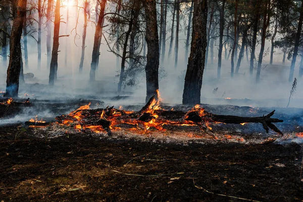 Fuego Forestal Árboles Quemados Después Incendios Forestales Mucho Humo —  Fotos de Stock