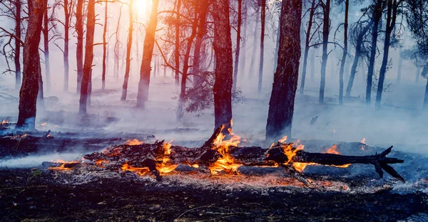 Orman Yangını Yıkılmış Ağaç Alevler Içinde Yanarak Kül Olur — Stok fotoğraf