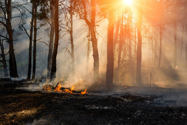 Лесной огонь. Сожженные деревья после лесных пожаров и много дыма
