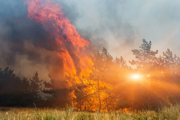 Foc Foc Sălbatic Apusul Soarelui Arderea Pădurii Pin Fum Flăcări — Fotografie, imagine de stoc