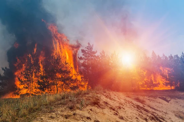 Bosbrand Wildvuur Overdag Gesloten — Stockfoto