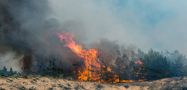 Лесной огонь. Сожженные деревья после лесных пожаров и много дыма
