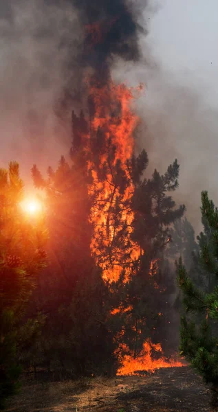 Fogo Florestal Árvore Caída Queimado Chão Monte Fumaça Quando Fogo — Fotografia de Stock
