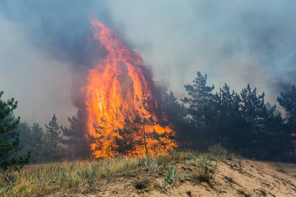 Fuego Forestal Árboles Quemados Después Incendios Forestales Mucho Humo — Foto de Stock