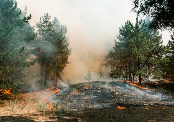 Incendio Forestale Alberi Bruciati Dopo Incendi Boschivi Molto Fumo — Foto Stock