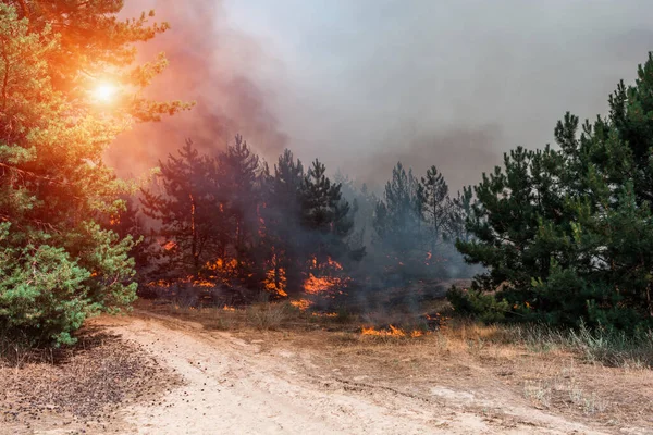 Fuego Forestal Árbol Caído Quema Hasta Suelo Mucho Humo Cuando — Foto de Stock