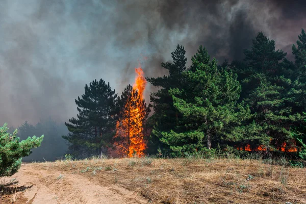 Foc Forestier Copac Căzut Este Ars Pământ Mulțime Fum Atunci — Fotografie, imagine de stoc
