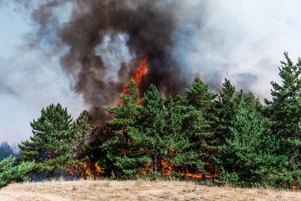 Fogo Florestal Árvores Queimadas Após Incêndios Florestais Muita Fumaça — Fotografia de Stock