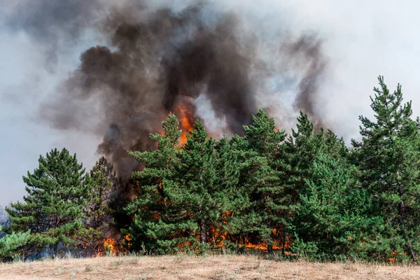 Fuego Forestal Árbol Caído Quema Hasta Suelo Mucho Humo Cuando — Foto de Stock