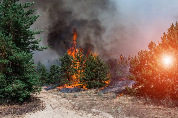 Fuego Incendio Forestal Bosque Pinos Ardiendo Humo Las Llamas — Foto de Stock