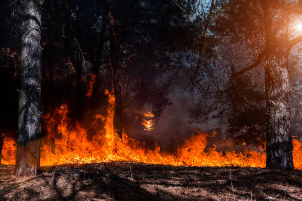 Лесной огонь. Сожженные деревья после лесных пожаров и много дыма
