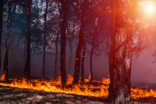 Лесной огонь. Сожженные деревья после лесного пожара, загрязнения и много дыма
.