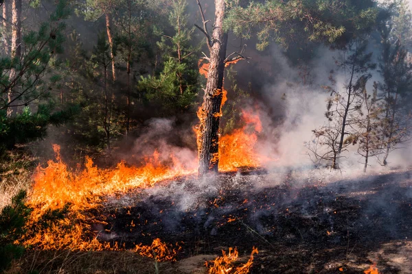 Feuer Flächenbrand Bei Sonnenuntergang Brennender Kiefernwald Rauch Und Flammen — Stockfoto