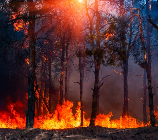 Waldbrand Waldbrand Brennender Baum Rot Und Orange — Stockfoto