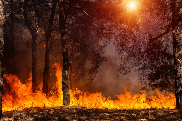 Waldbrand Verbrannte Bäume Nach Waldbränden Und Viel Rauch Alaska Flammen — Stockfoto