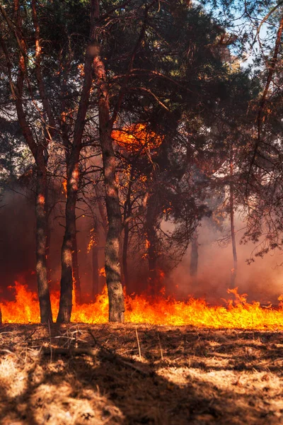 Yangın Günbatımında Vahşi Ateş Duman Alevlerde Yanan Çam Ormanı — Stok fotoğraf
