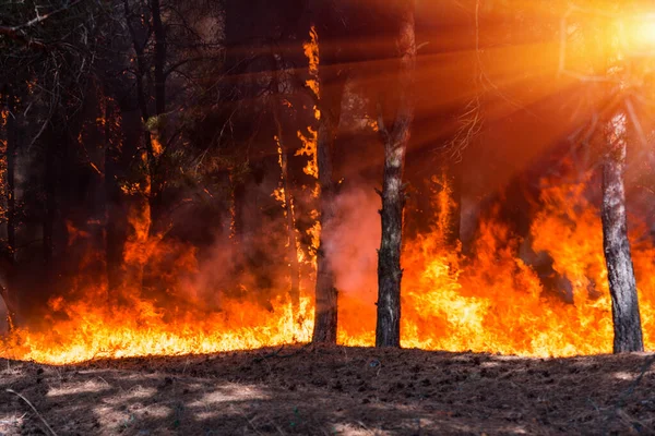 Fogo Florestal Árvores Queimadas Após Incêndios Florestais Muita Fumaça — Fotografia de Stock