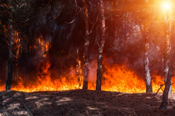 Лесной огонь. упавшее дерево сжигается дотла много дыма при пожаре
