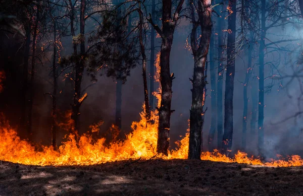 Waldbrand Verbrannte Bäume Nach Waldbränden Und Viel Rauch — Stockfoto