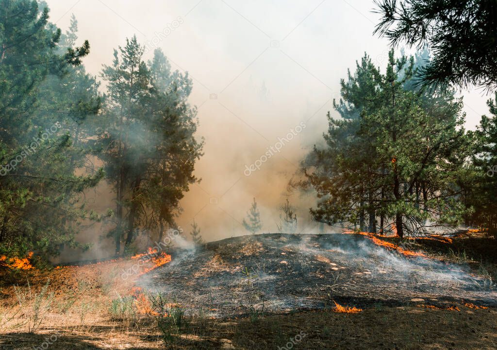 Forest fire. Burned trees after forest fires and lots of smoke