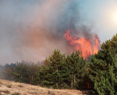 Orman yangını. Orman yangınları ve sürü duman sonra yanmış ağaçlar