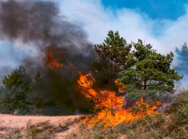 Orman yangını. Orman yangınları ve sürü duman sonra yanmış ağaçlar