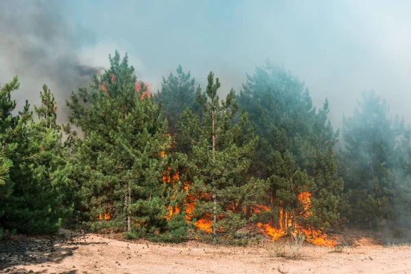 Pożar Lasu Spalonych Drzew Pożarach Lasów Dużo Dymu — Zdjęcie stockowe