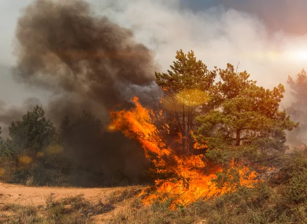 Fuego Forestal Árbol Caído Quema Hasta Suelo Mucho Humo Cuando — Foto de Stock