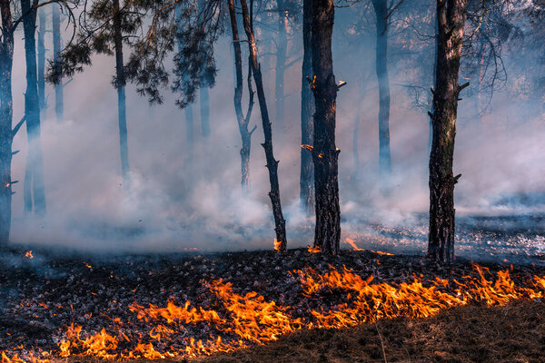 огонь. лесной пожар на закате, горящий сосновый лес в дыму и пламени
