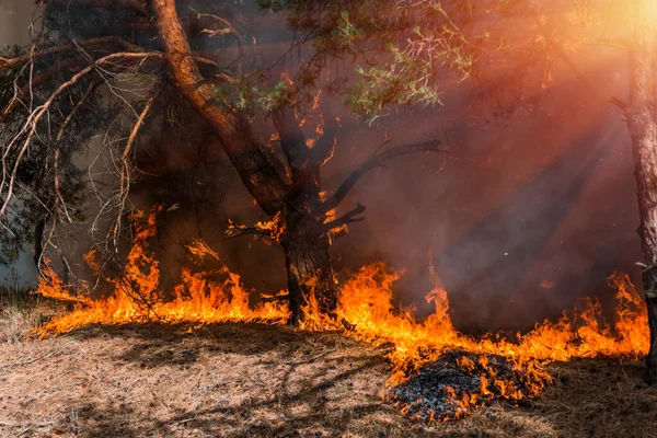 Lesní Požár Wildfire Hořící Strom Červené Oranžové Barvě — Stock fotografie
