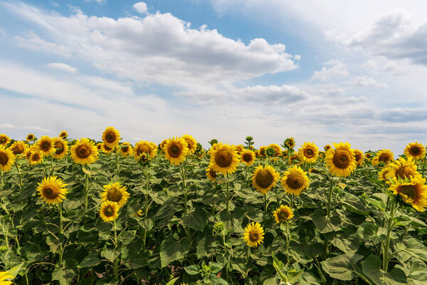 Bright yellow sunflowers against a blue sky with clouds. Field of sunflowers on a summer day.