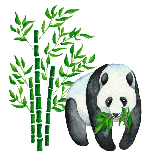 watercolor drawing three trunks of bamboo with green foliage and panda eats leaves