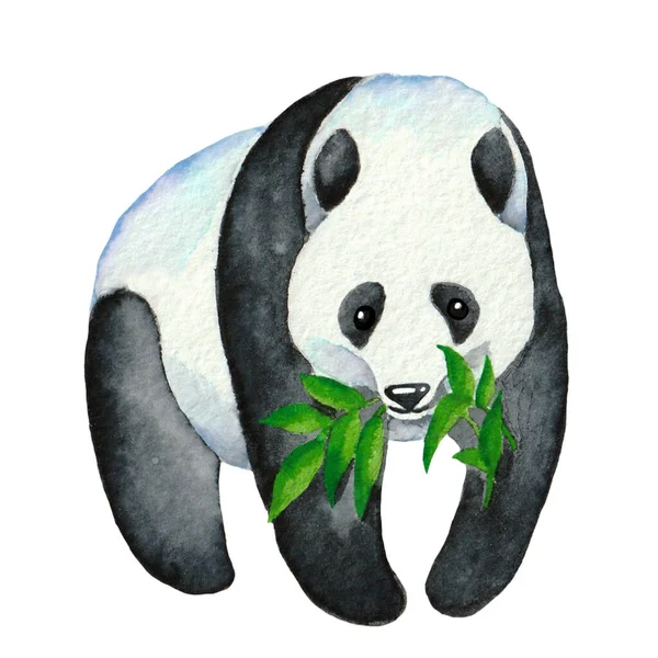 Suluboya Resim Yapan Panda Yeşil Yaprakları Yiyor — Stok fotoğraf