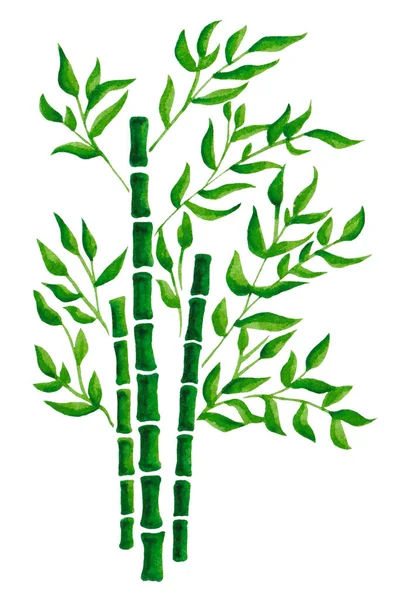 watercolor drawing three trunks of bamboo with green foliage