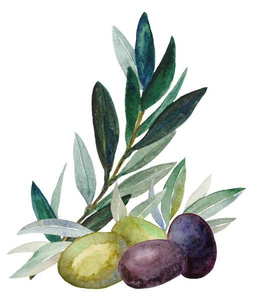 白い背景にオリーブの葉 黒と緑の果実とオリーブの枝 — ストック写真