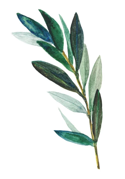 Ježek Olivovníku Zelenými Listy — Stock fotografie