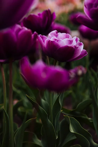 Tulipas Roxas Jardim — Fotografia de Stock