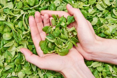 Taze sulu yeşil mısır salata