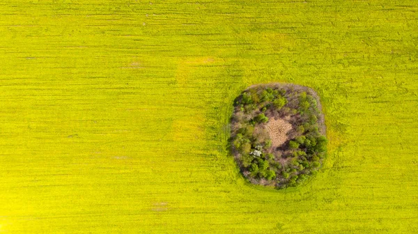 Ein Blühendes Gelbes Rapsfeld Mit Einer Insel Aus Bäumen Luftaufnahme — Stockfoto