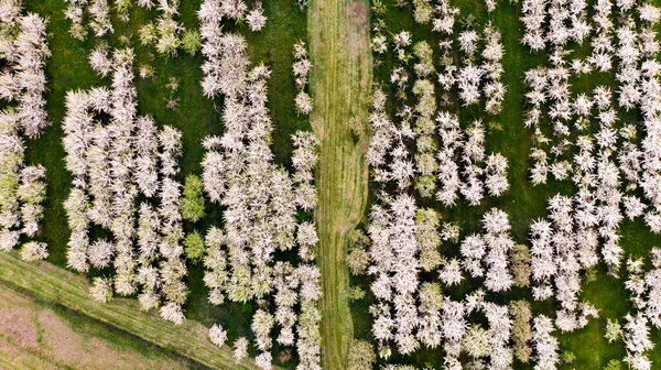 Luftaufnahme Blühender Obstplantagen Mit Äpfeln Schöne Landschaft Freien Mit Blühendem — Stockfoto