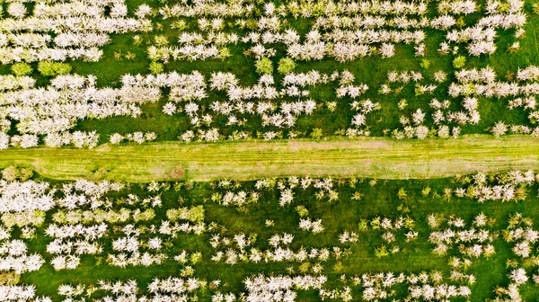 Luftaufnahme Blühender Obstplantagen Mit Äpfeln Schöne Landschaft Freien Mit Blühendem — Stockfoto