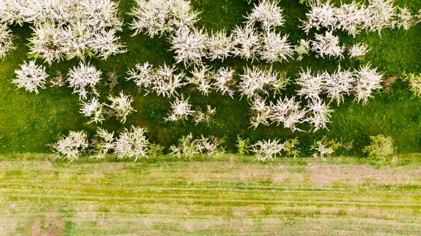 Luftaufnahme Blühender Obstplantagen Mit Äpfeln Schöne Landschaft Freien Mit Blühendem — Stockfoto